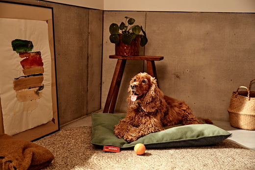 Pet bed favourites